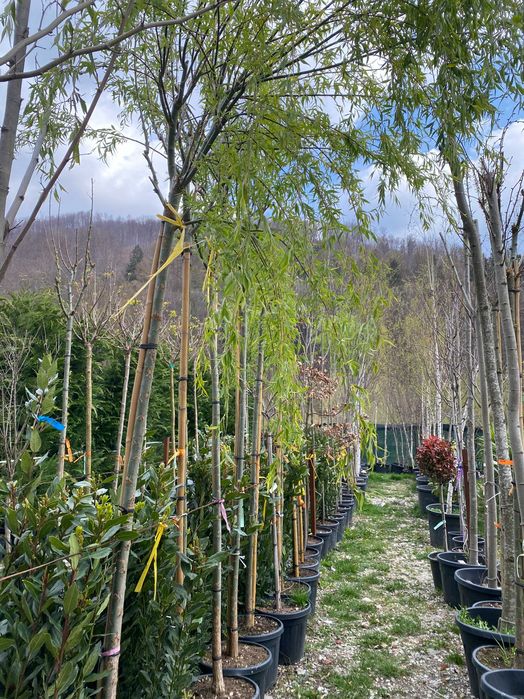 Amenajează-ți Grădina cu Plante Ornamentale