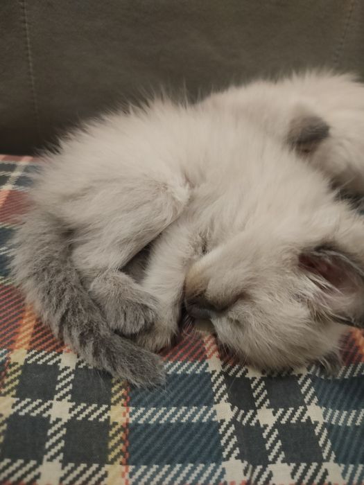 Сиамские котята.