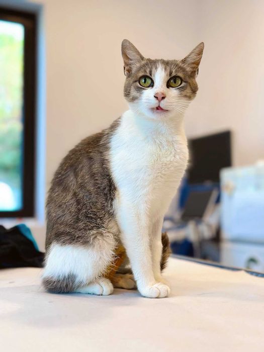 Adoptie Pisica Ami sterilizata