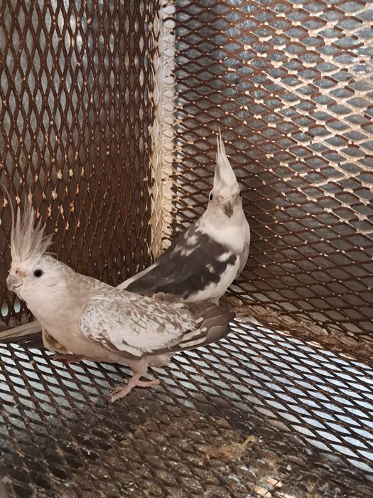 Pereche nimfe mature