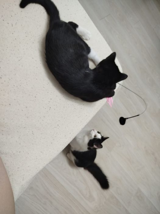 Котёнок Джоли ищет семью