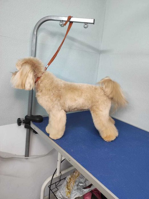 Стрижки животных