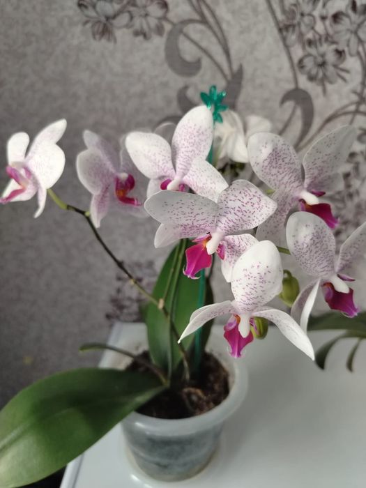 Цветок Орхидея.