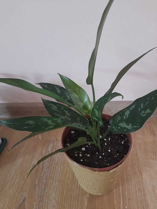 Растение аглаонема