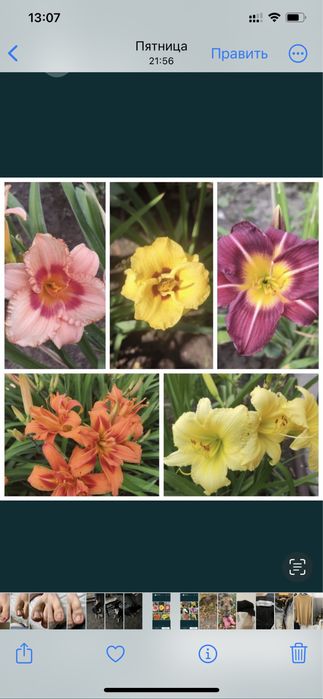 Цветы садовые разные многолетнии