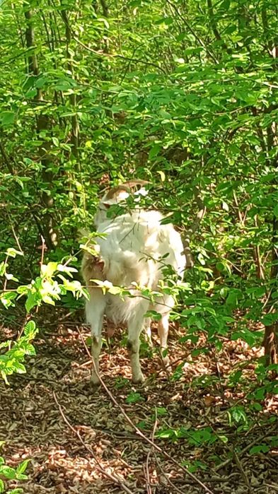 Vand capre foarte bune de lapte ,tinere