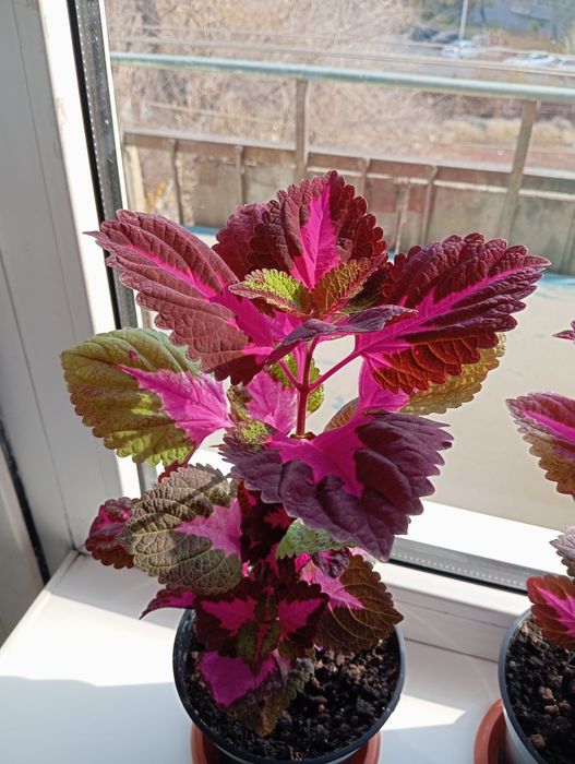 Продается цветок Колиус