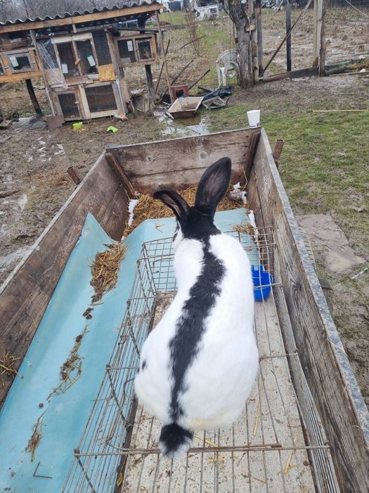 Mascul Fluture German