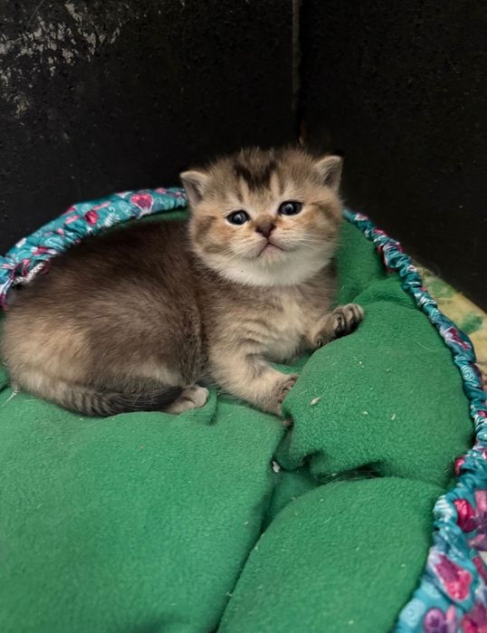 Золотые шиншиллы котята