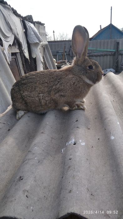 Продам кроликов.