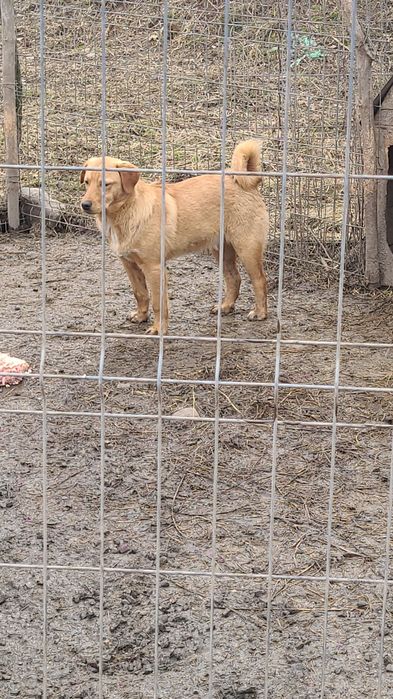 Donez Copoi Ardelenesc