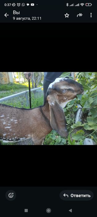 Продам или обменяю!