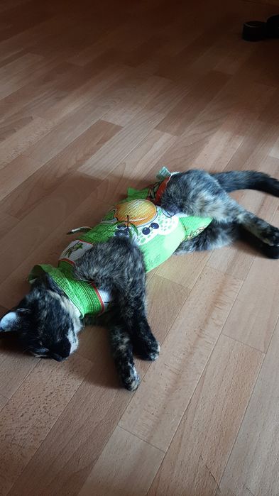 В добрые руки отдам кошечку