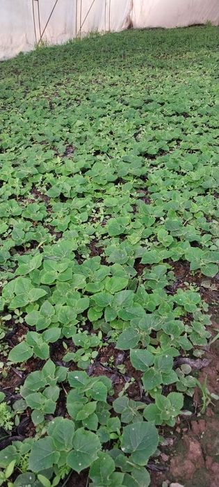 Pavloniya nixolllari sotiladi Juda arzon narxlarda