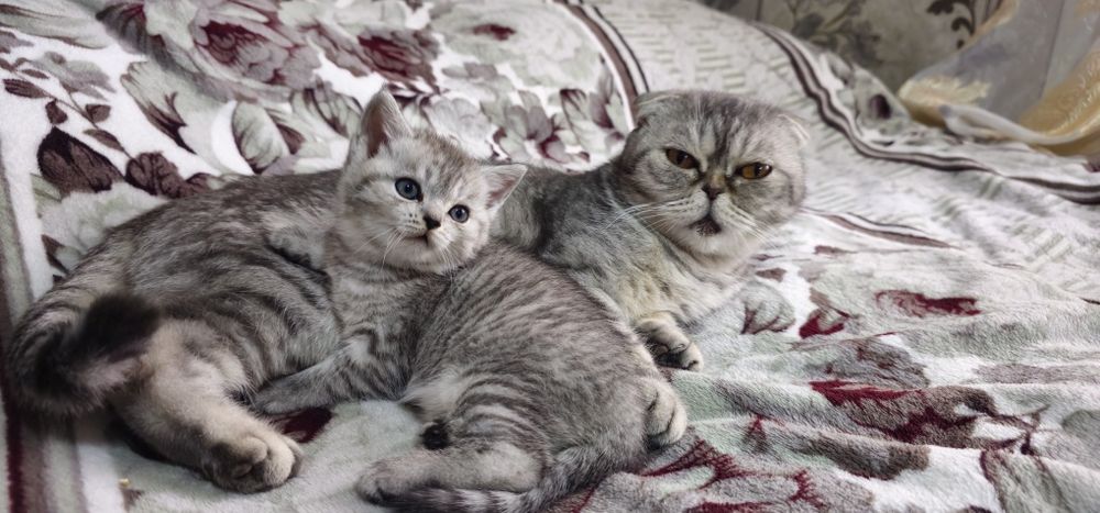 Котята Скоттиш фолд и Страйт
