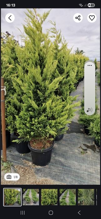 Plante ornamentale la cele mai bune prețuri