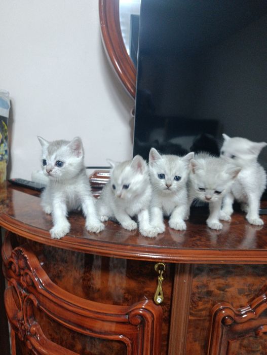 Продаю серебристий британских котят