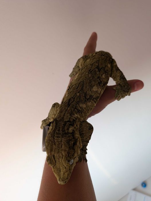 Leachianus gecko (Rhacodactylus leachianus, giant gecko)