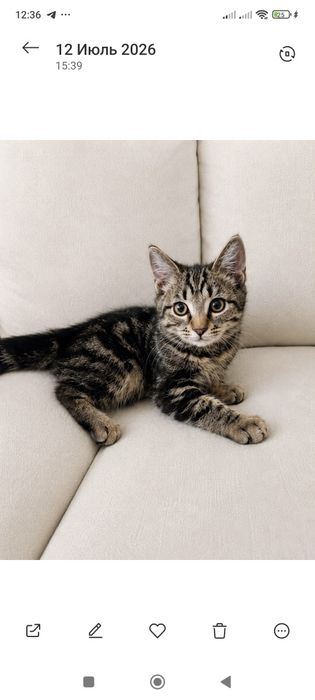 Котенок мальчик в надёжные руки