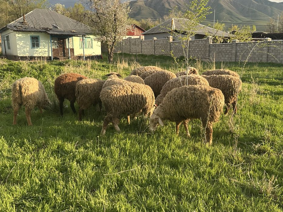 Продам справных баран !