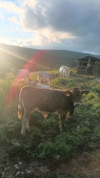 Vând viței bruni și bălțați