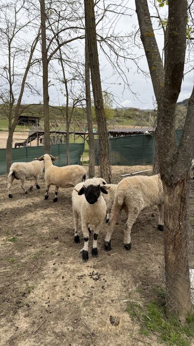 Чернобоса овца /Blacknose Sheep