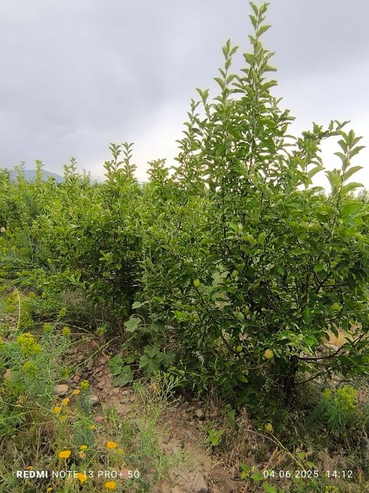 Сад яблоки слива