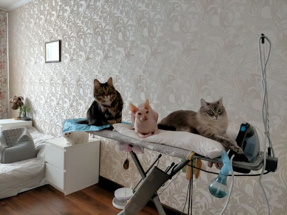 Домашняя передержка для кошек