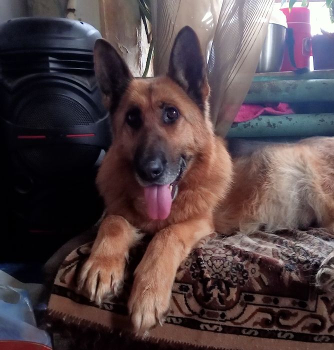 Немецкая овчарка