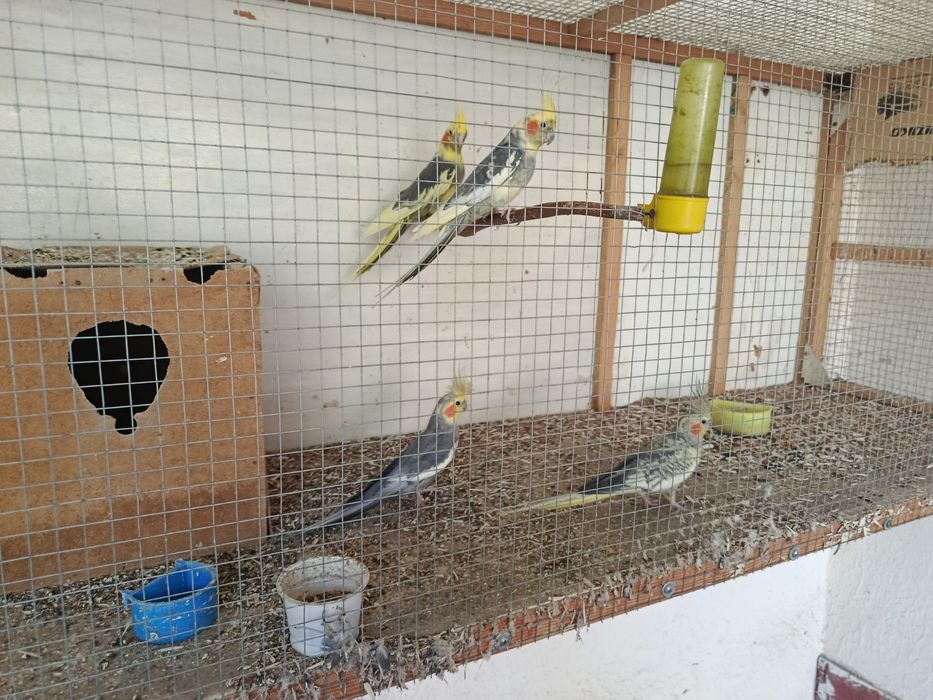 4 та Карелла попугай кафаси Билан