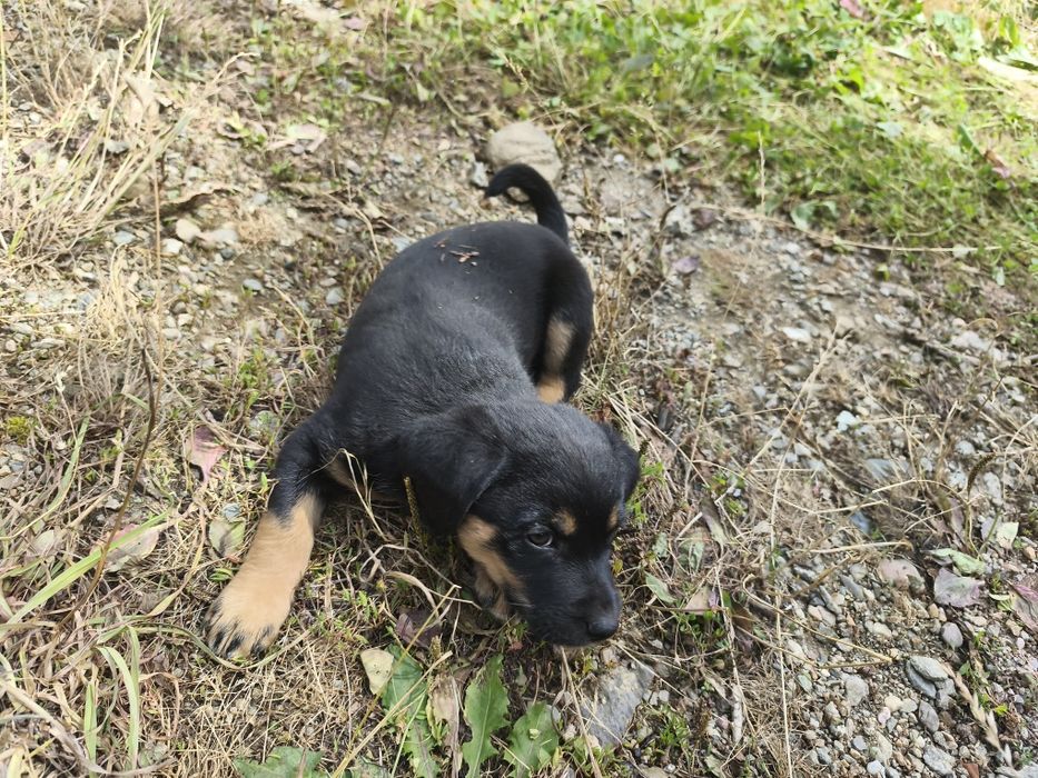 Dau căței spre adopție.