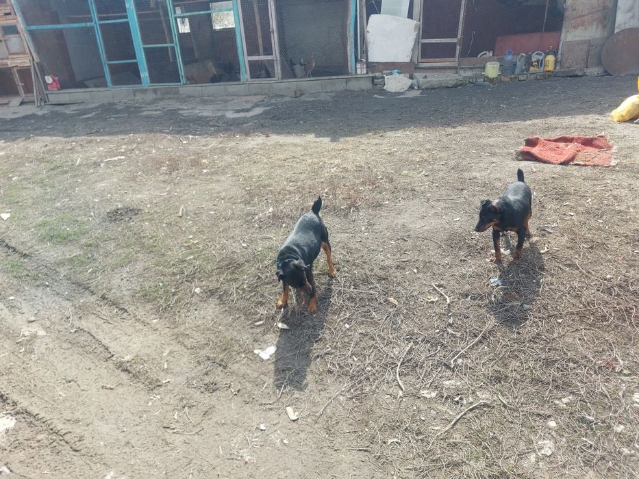 Ягдтерьер щенки Резерв