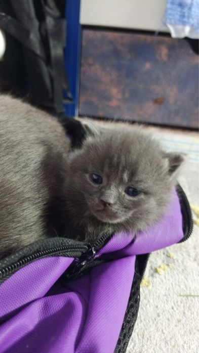 Котят в добрые руки