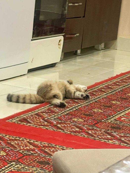 uy mushugi yuvosh / aqlli