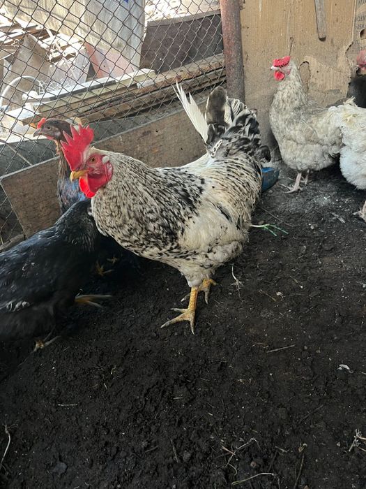 Продам домашних петухов