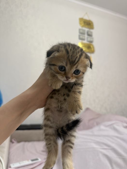 Котята британские вислоухие