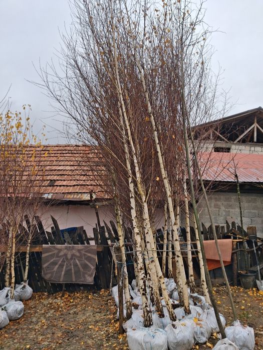 Platani mesteacăn tei catalpa