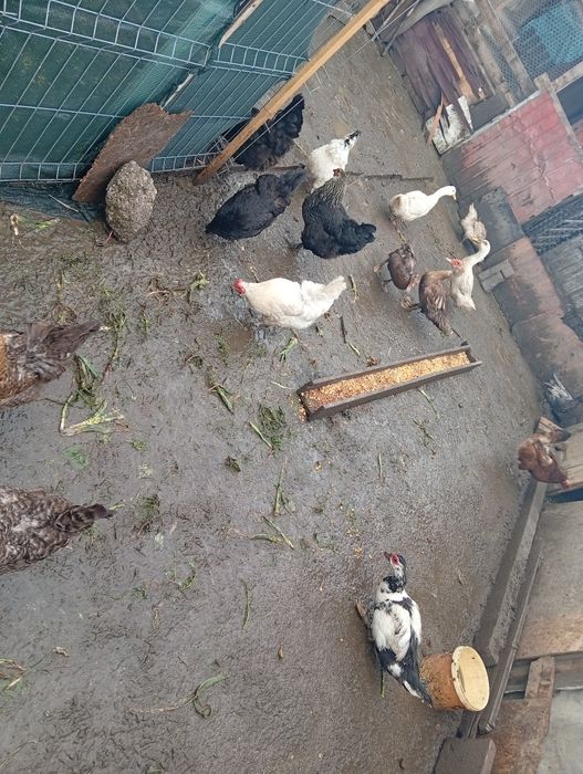 Vând găini romanesti tinere 1 an oua