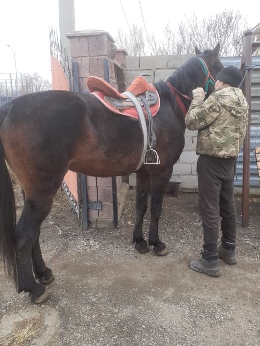 Верховой жеребец