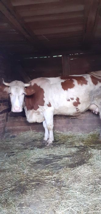 Vand vaca cu vitel