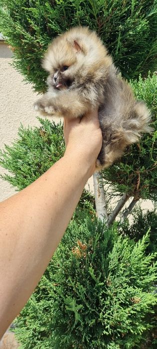 Померан  померан