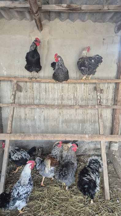 Продам петухов. Домашние,  молодняк