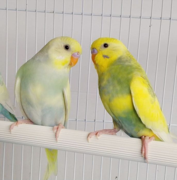 Поступление ручных волнистых попугаев