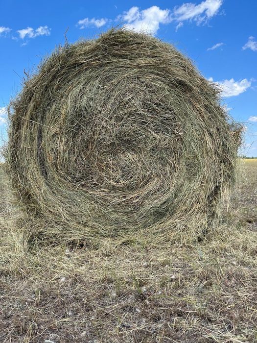 Продам сено свежего покоса