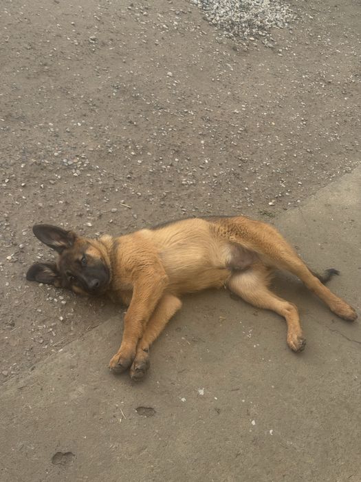 Немецкая овчарка