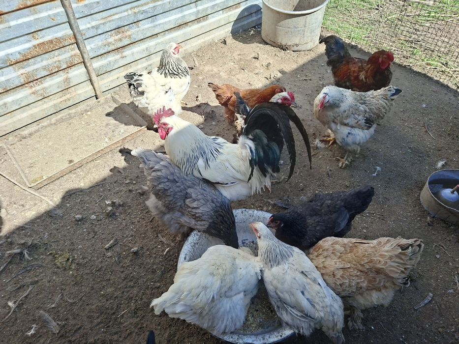 Продам петухов домашних