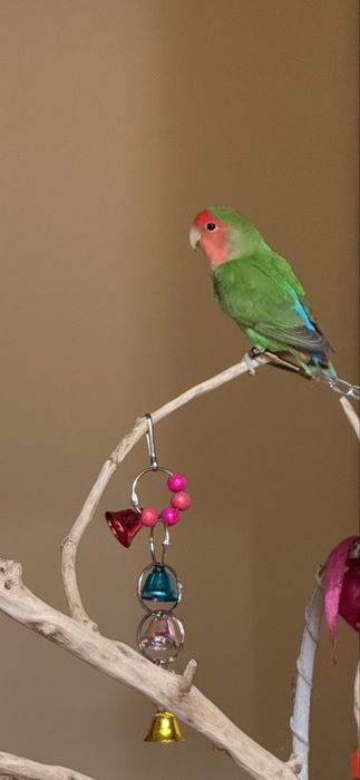 Agapornis roseicollis mascul 9 luni