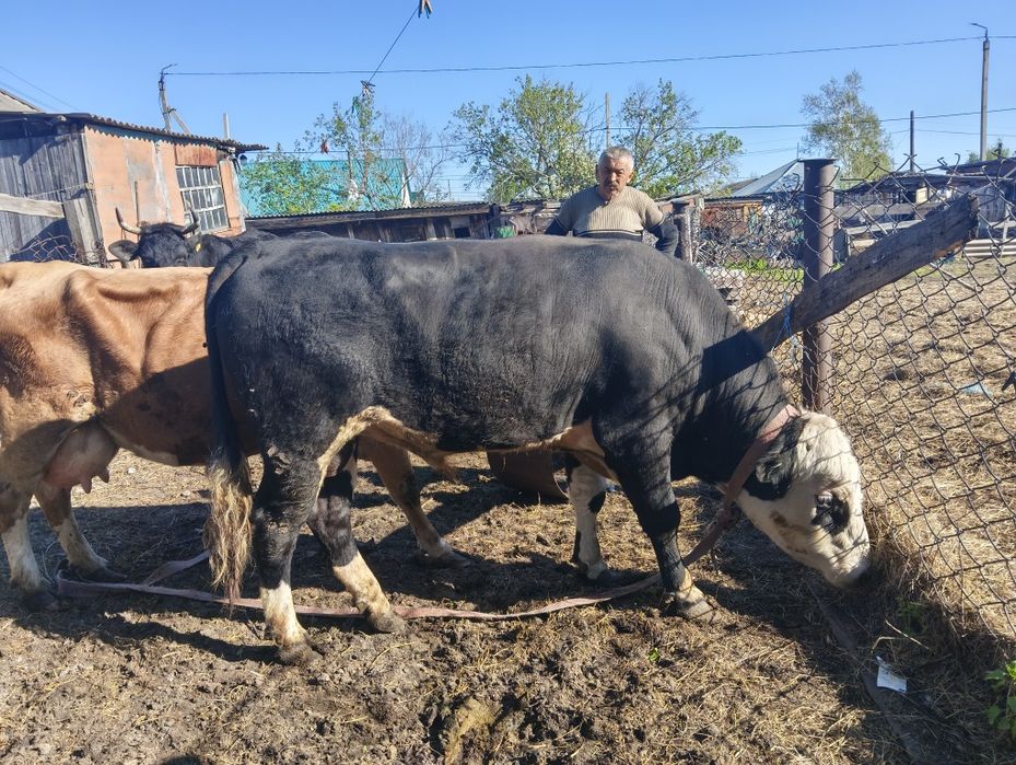 Продам Быка Семинтальской породы