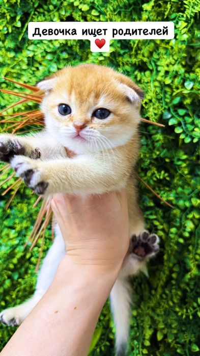 Котята ищут семью