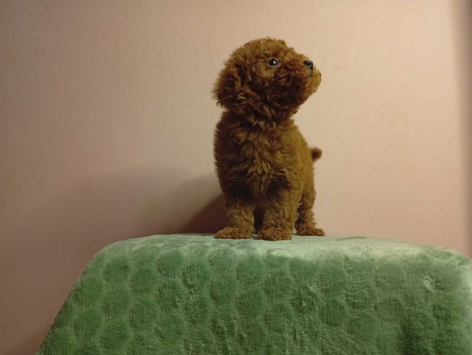 pudel /poodle mini